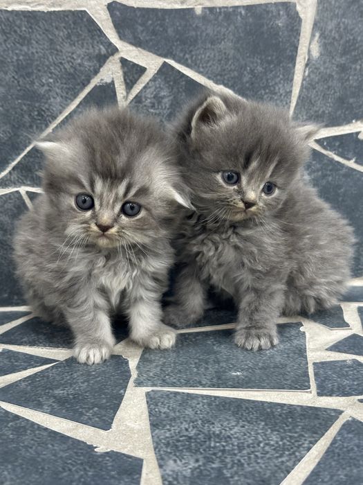 Продаются котятки