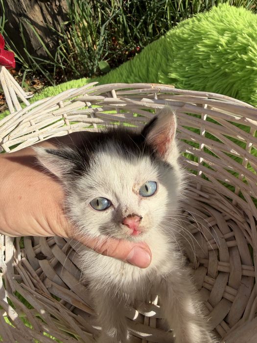 Котята мальчики
