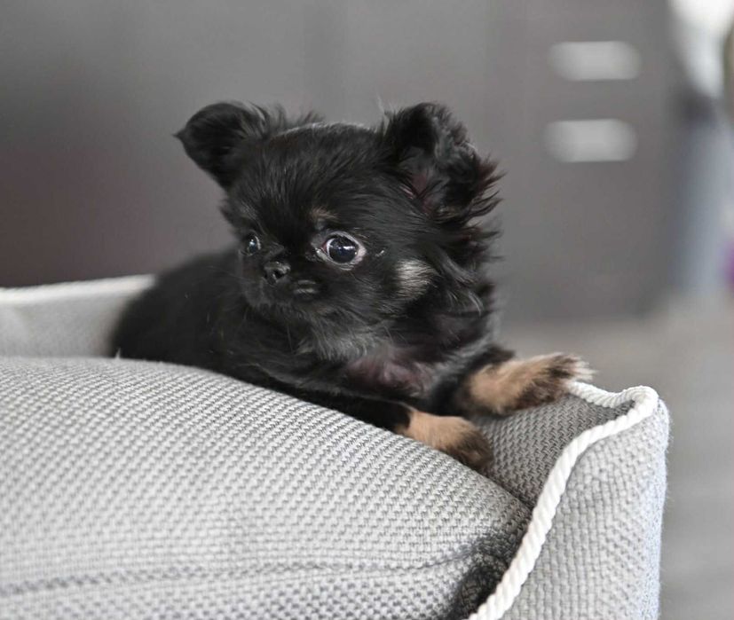 Женско миниатюрно дългокосместо чихуахуа черно с подпали