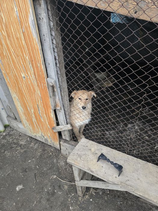 Отдам собаку в добрые руки