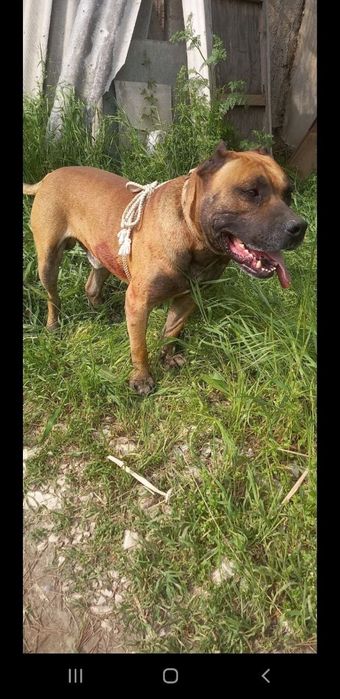 Собака Пидбул aqilli it