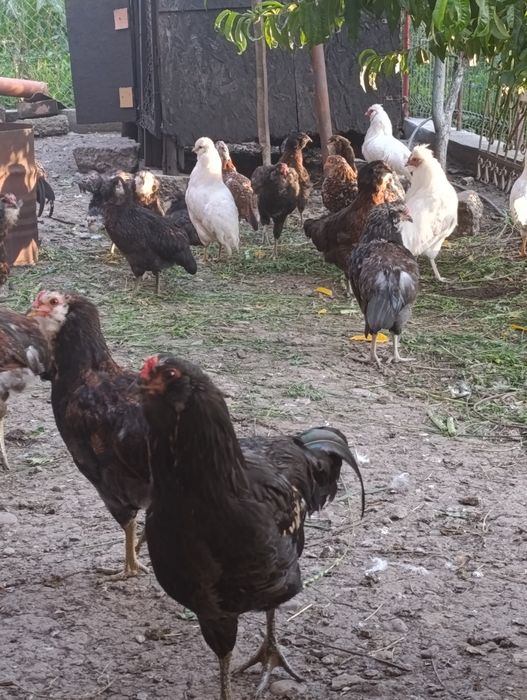 Vând pui de rasă Ameraucana