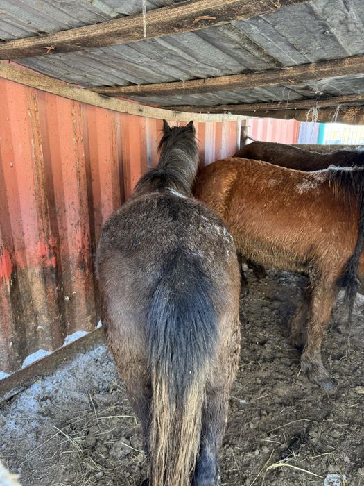 Продается тай, кунан