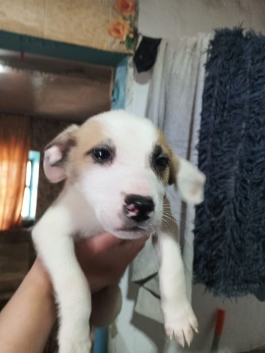 Продаются щенки.