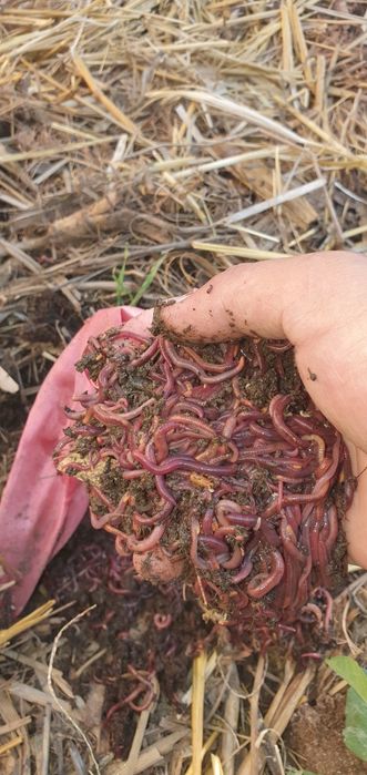 Kaliforniya qizil chuvalchangi.( Калифорния қизил чувалчанги)