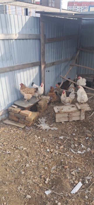 Тауық , қораз сатылады