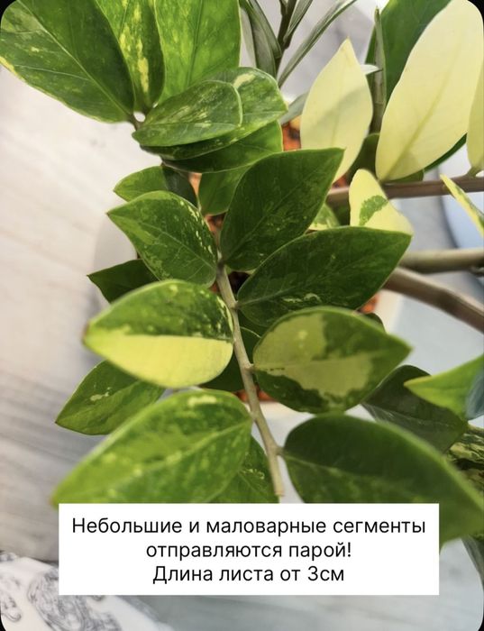Замиокулькас шорт лив вариегатный