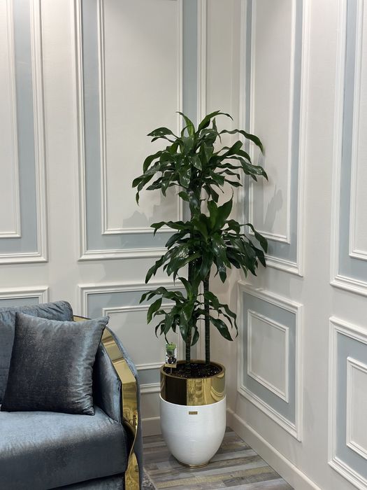 Растения премиум класса