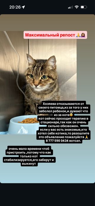 Кот в добрые руки