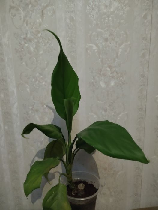 Аглонема с зелёным листом .