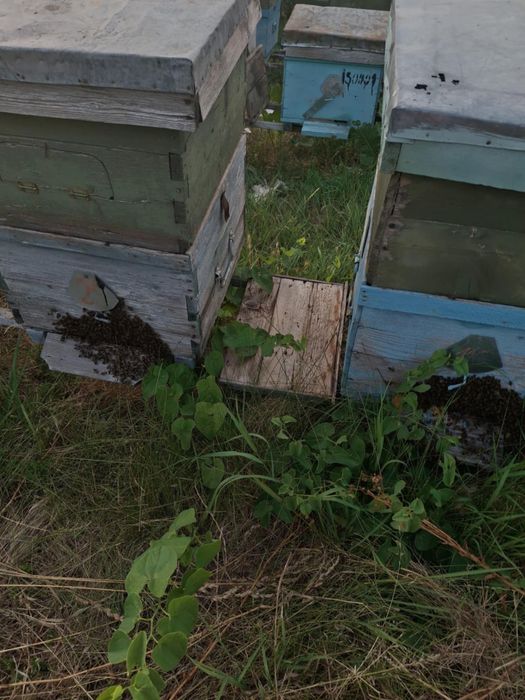 Familii albine impreuna cu cat