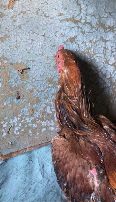 Продам  июньский джужик