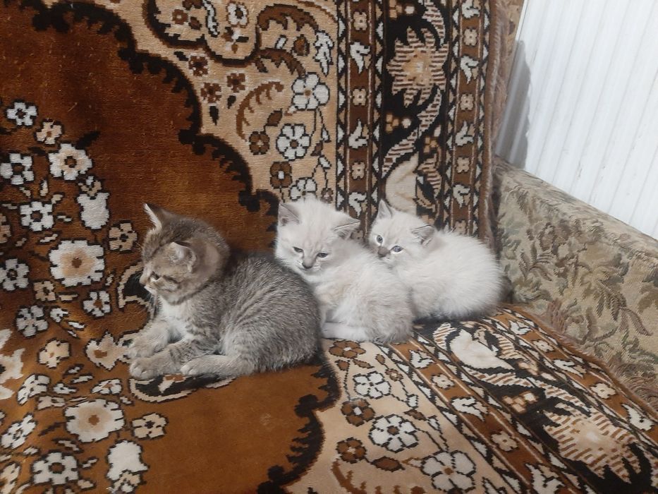 Отдам котят даром в добрые руки