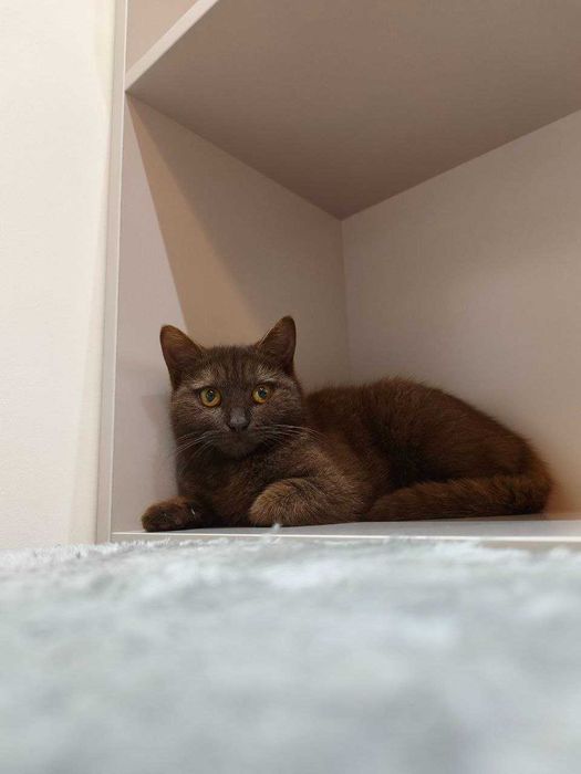 Британская леди ищет самых добрых родителей