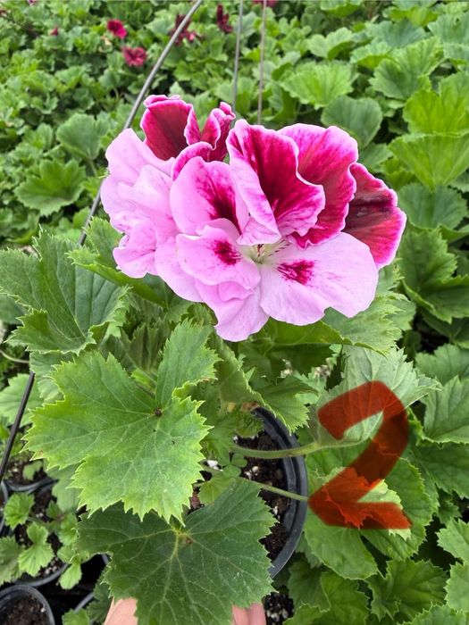 Кралско мушкато, едроцветно пеларгониум, Pelargonium grandiflorum, цъфтящо растение за саксия балкон тераса