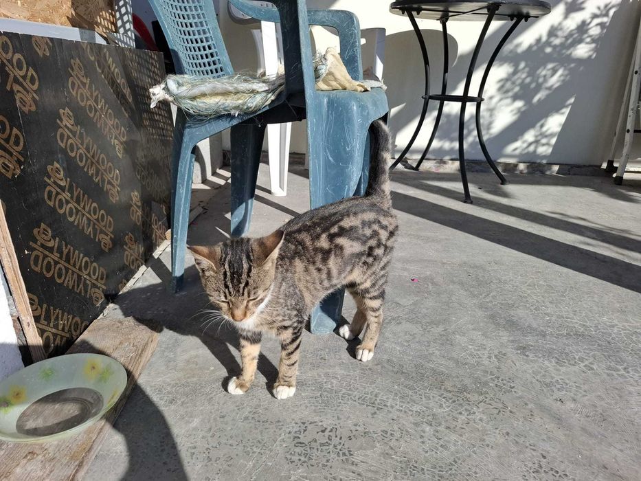 Спешно си търся нов дом, мила съм, обезпаразитена и много чиста.