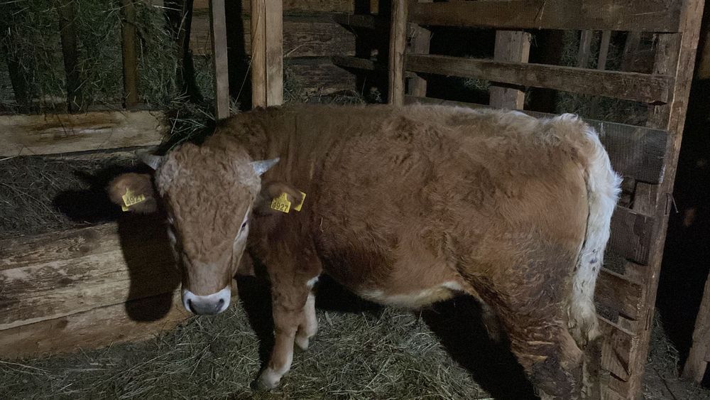 Vitel de carne crescut la tara 350 kg pret fix!!!