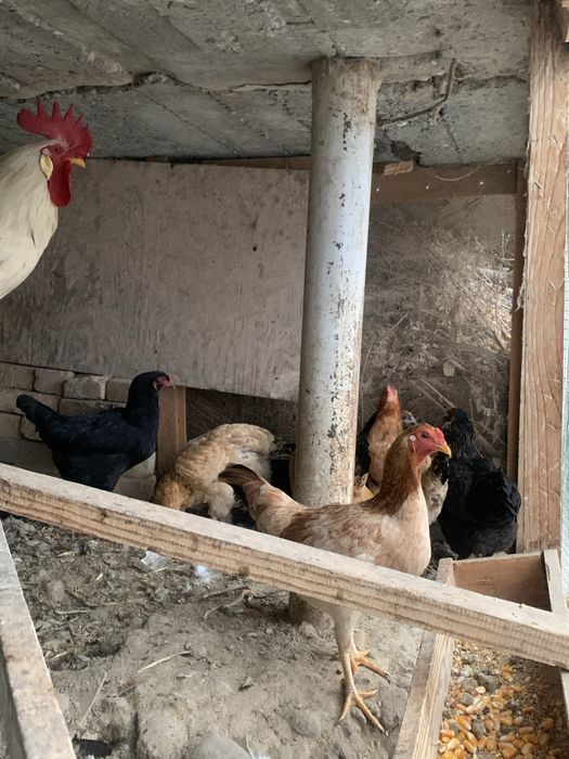 Uy tovuqlari sotuvda 5 ta tovuq 1 ta xòroz bor