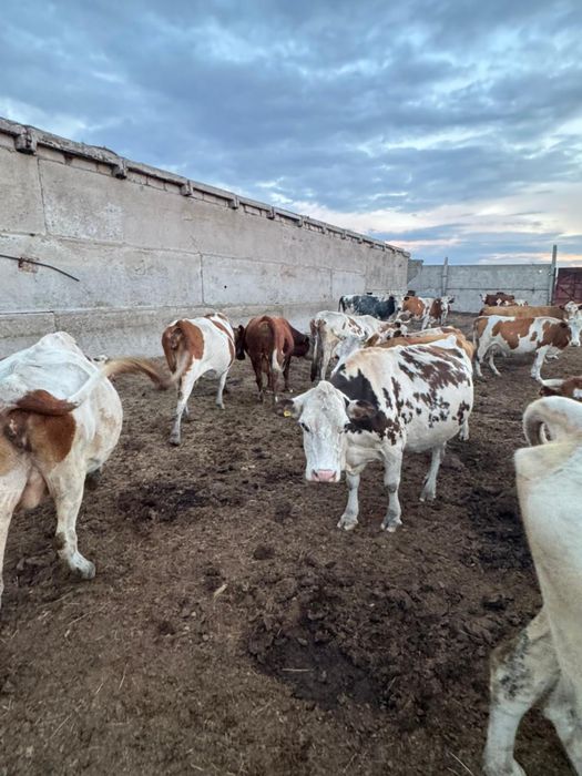 Продам КРС коровы и телята