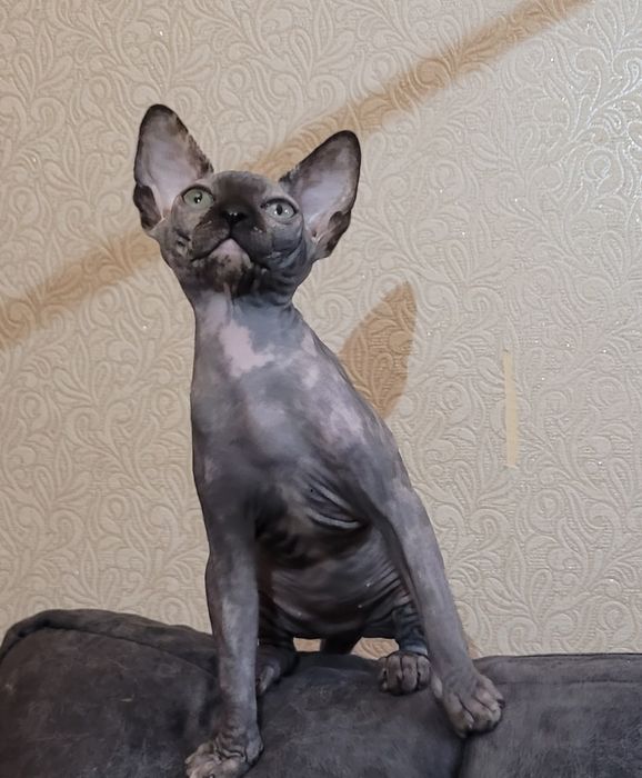 Майские скидки!! Канадка сфинкс, девочка