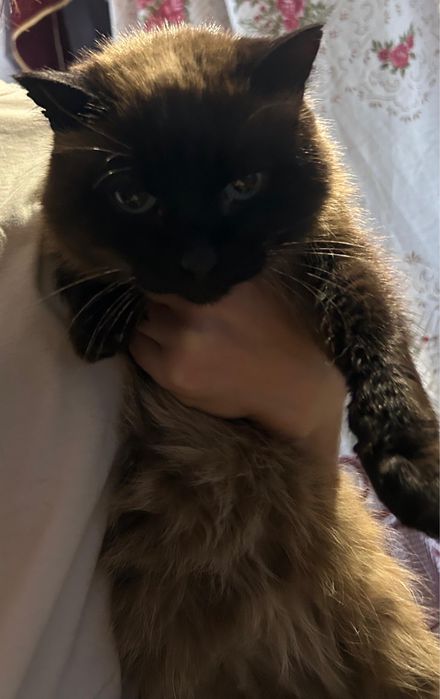 Полу сиамский кот