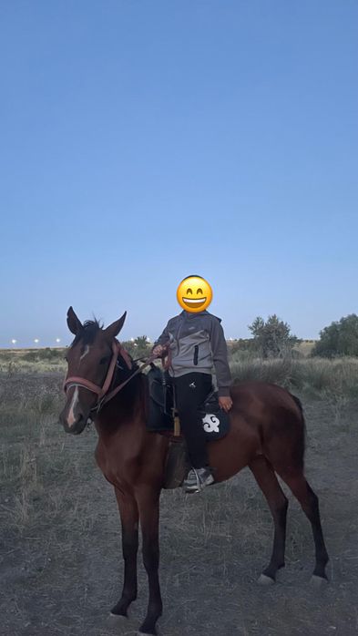 Уш жасар кунан сатылады
