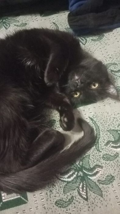 Отдам кота в хорошие руки