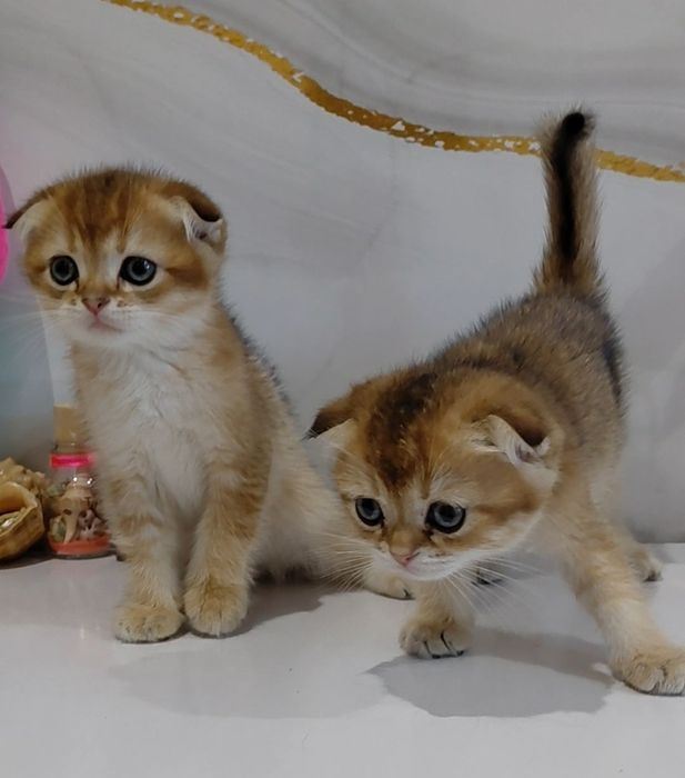 Золотые шиншиллы