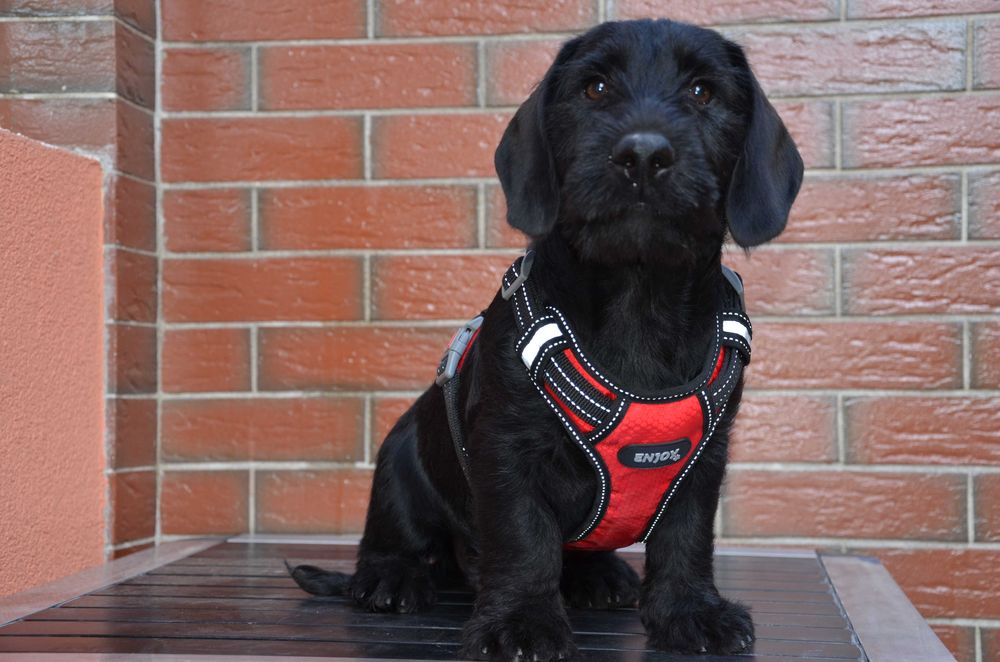 schnauzer negru, mascul 3 luni