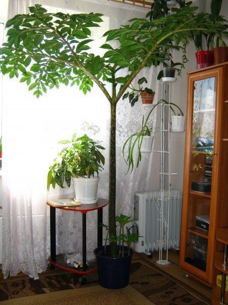 Продам аморфофаллус