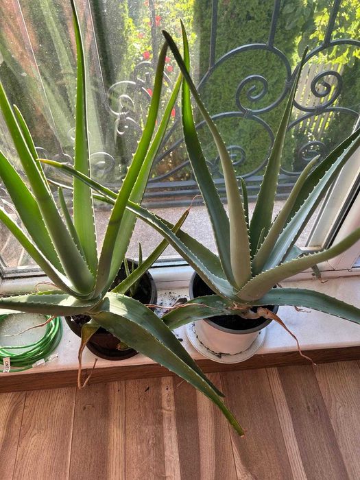 Aloe Vera in ghiveci, inaltime H45-75 cm