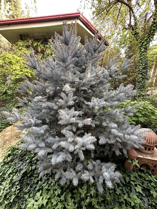 Голубой ель серебристый