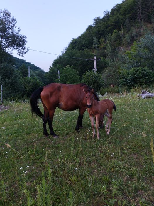 De vânzare iapa 3 ani9