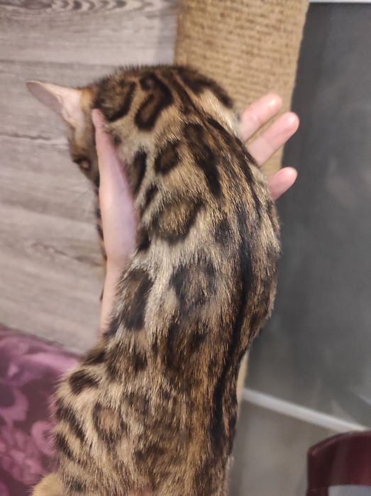 Котята породы Бенгал