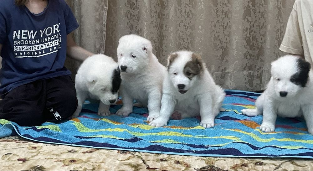 Продам шикарных алабайчиков ( девочки)