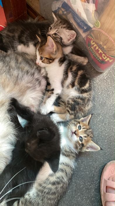 Котята мейнкун ищут семью