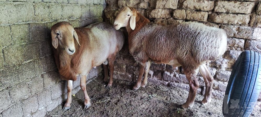 Наслдор қўй қўчқорлар сотилади Qoy Qo‘y Qo‘chqor qochqor