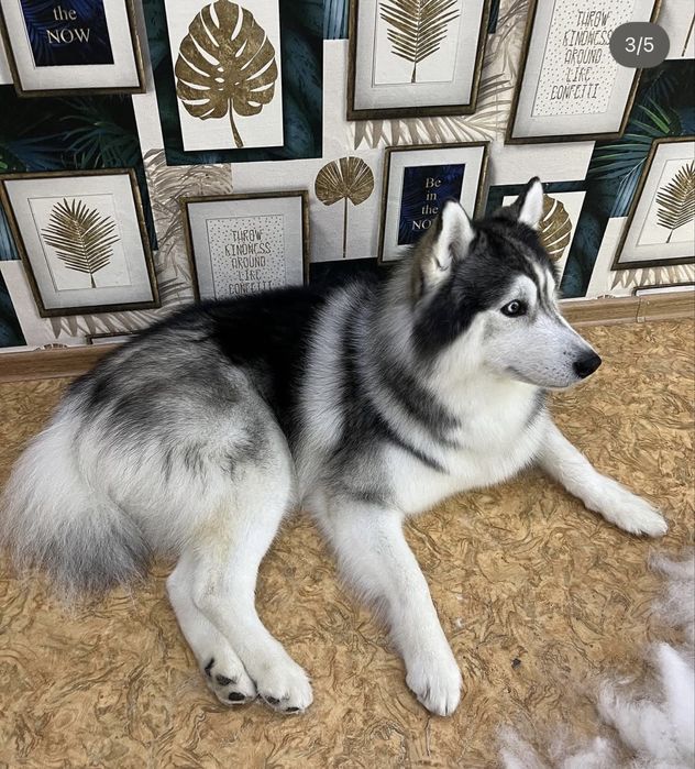 Груминг животных