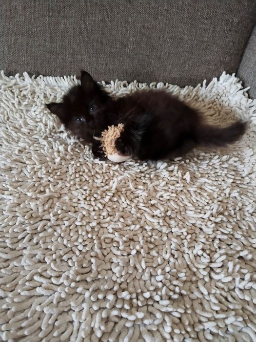 Дарю котят!      .