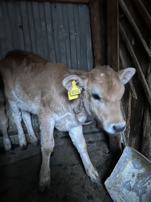 Бұзаулы сиыр сатамын