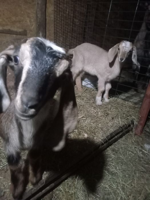 Козлята альпонубийские.