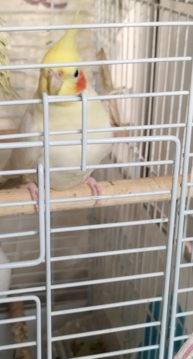 Продается готовая пара попугаев