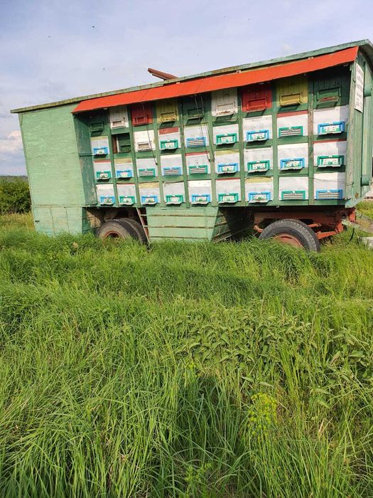 Pavilion albine 35 familii - Arad