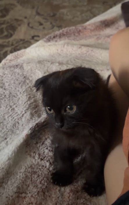 отдам котенка в добрые руки