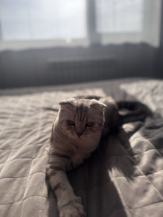 Скоттиш страйт- кот ласковый