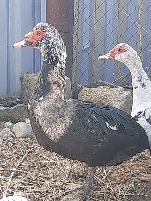 Еркек үйрек сатылады индаутка селезень