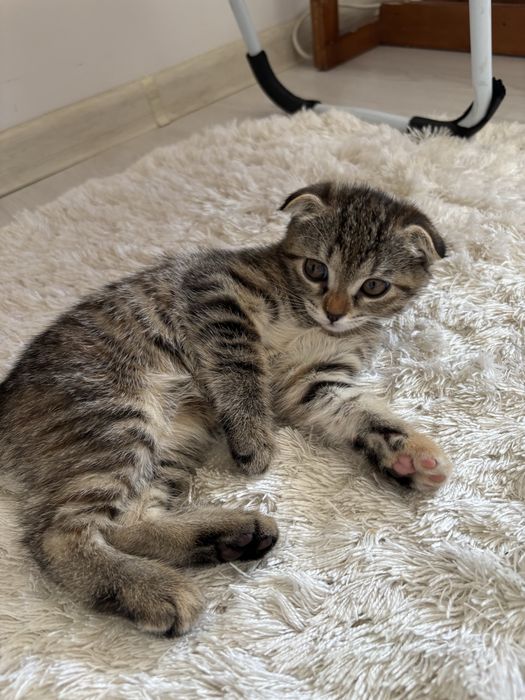 Котенок 1,5 месяц