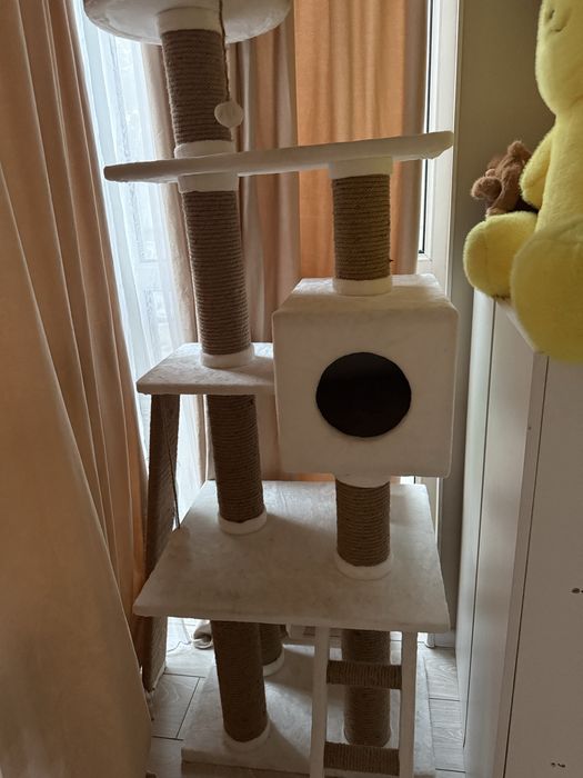 Бенгал с родословной