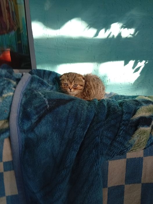 Продам шотландских котят