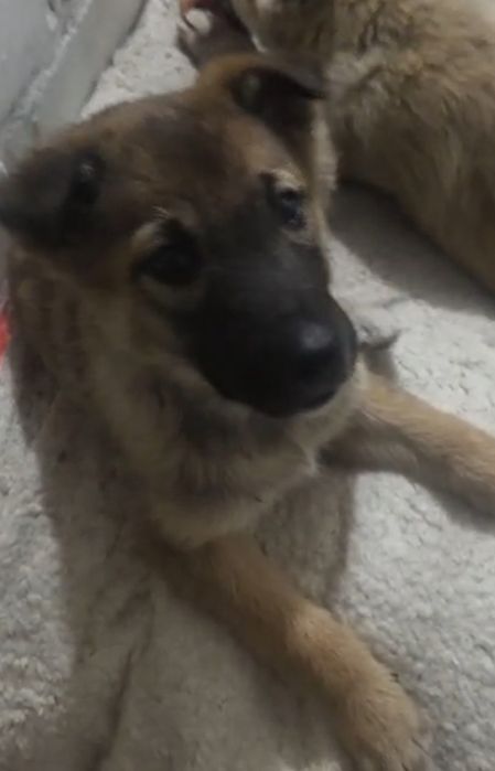 Шикарные щеночки  2 месяцев